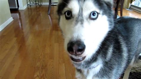 Mishka The Talking Husky Says Hello Youtube Youtube