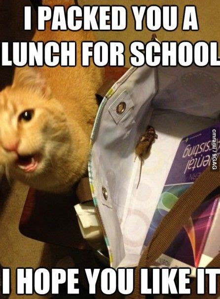 Lunch Memes For Work Funny