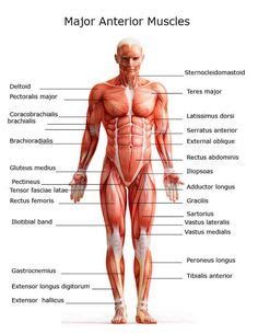 7 Nasm Study Guide Ideas Human Anatomy And Physiology Muscle Anatomy