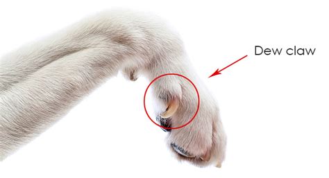 The Dew Claw & It's Purpose - Pet Care Facts