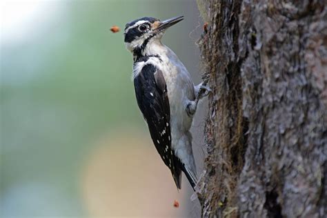 Hairy Woodpecker - Song Of America