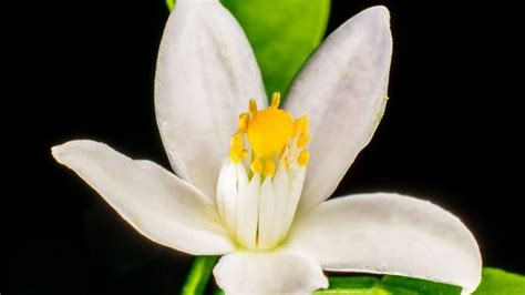 Descubre Qué Flores Se Cierran Por La Noche Y Por Qué Lo Hacen