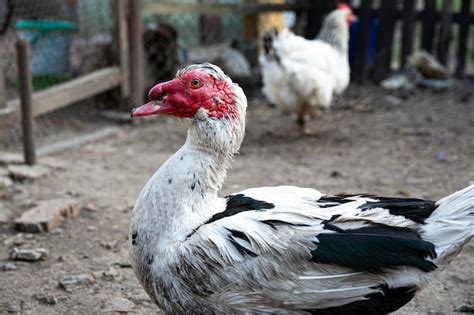 Primer Plano De Pato Almizclero Retrato De Un Ave De Corral En Un