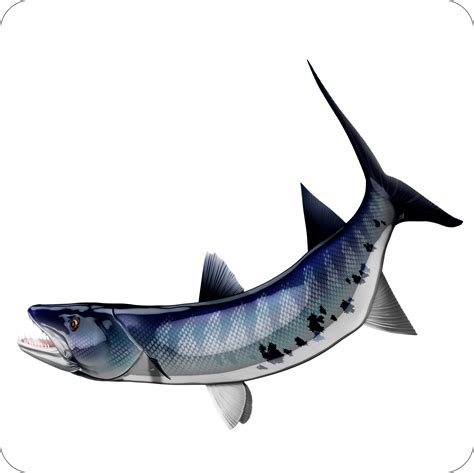 Barracuda – Digital Fish Art