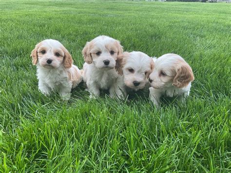 Cavachon Puppies For Sale With Doorstep Delivery In 1 Week