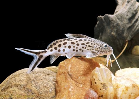 Naked Catfish Photo WP02262