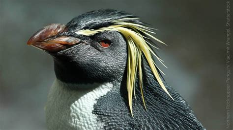 Northern Rockhopper Penguin - American Bird Conservancy