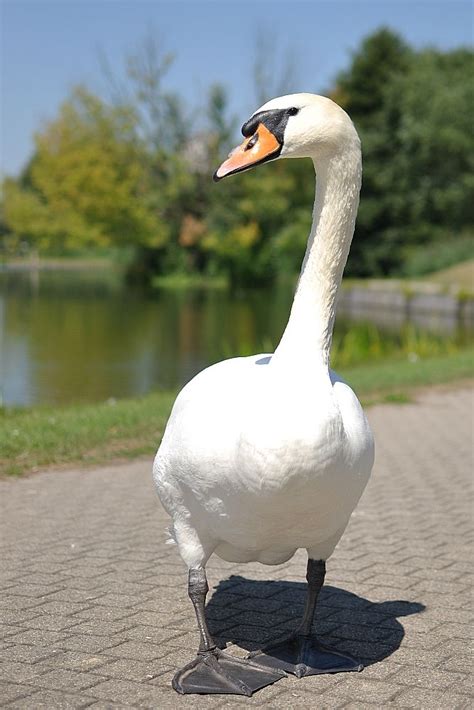 How Exactly Is A Trumpeter Swan Different From A Tundra Swan Artofit