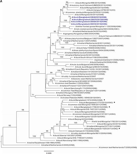 Phylogenetic Relationship Of The Hemagglutinin Ha Genes Of A H