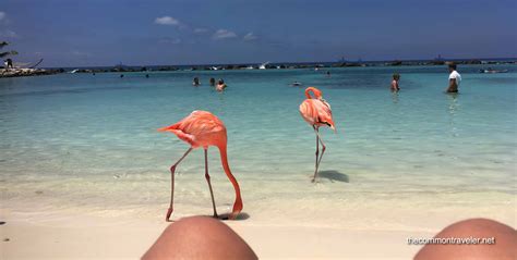 Visiting Flamingo Beach in Aruba | The Common Traveler