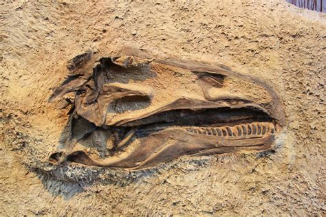 Camarasaurus Fossil Bone Quarry Dinosaur National Monume Flickr