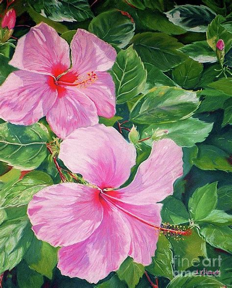 Pink Hibiscus Painting By John Clark Pixels