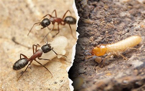 Carpenter Ants Vs. Termites - A Guide From Experts