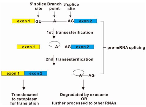 Ijms Free Full Text Coupling And Coordination In Gene Expression