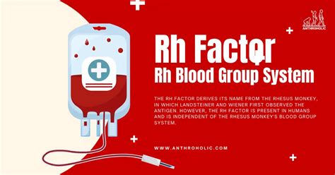 Rh Factor or Rh Blood Group System | Anthroholic