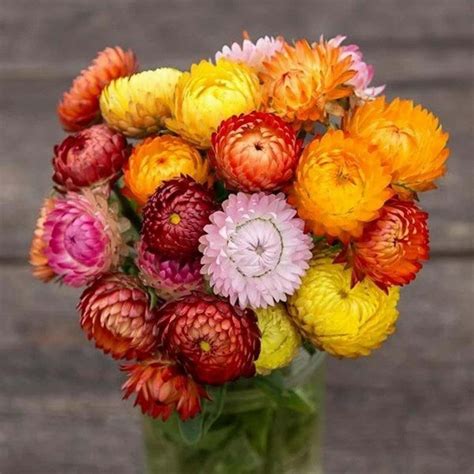 Strawflower Seeds | Shop 7 Varieties | Eden Brothers