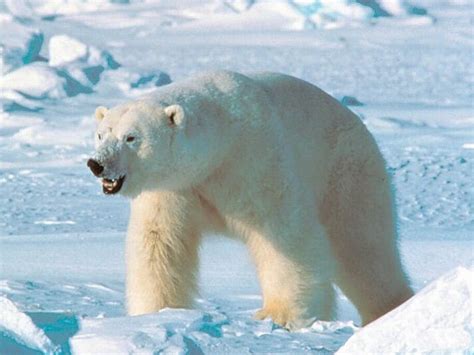 Белый медведь