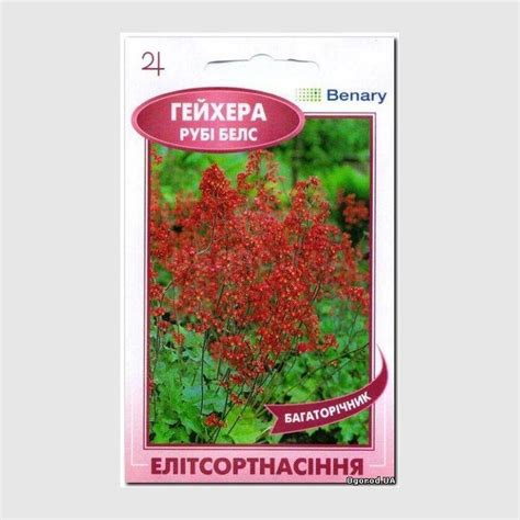 Семена гейхеры «Руби Белс», ТМ Елітсортнасіння | Red peppercorn, Rubi ...
