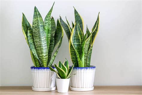 Braided Snake Plant Growing And Care Guide Plantglossary