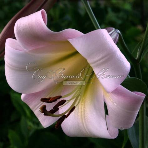 Лилия "Eastern Moon" (Истерн Мун) - Саженцы лилий - купить недорого ...