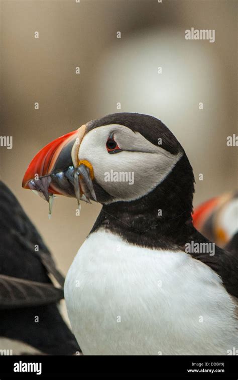 Puffin with Sand eels Stock Photo - Alamy