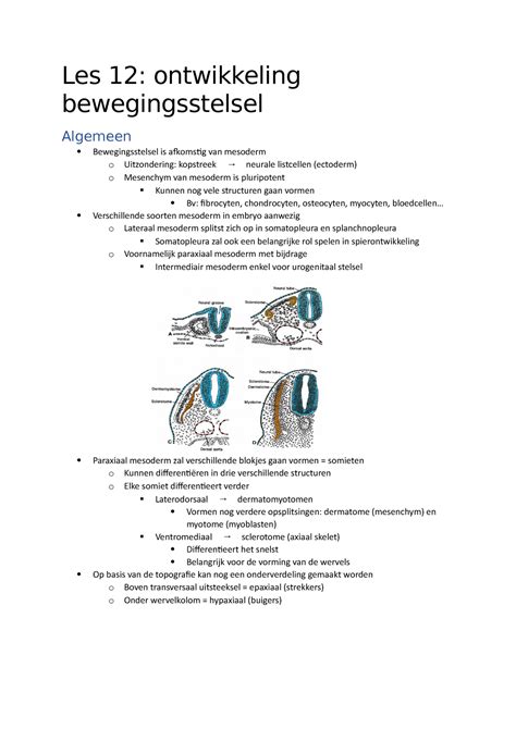 Samenvatting Les 12 Langman S Medical Embryology Les 12