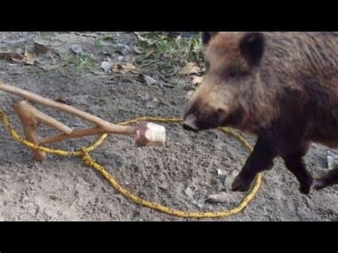 Armadilha De La O Para Pegar Animais Javali Paca Capivara Cateto