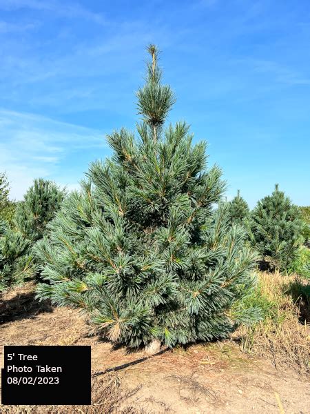 Vanderwolf'S Pyramid Limber Pine Tree | Goodmark Nurseries