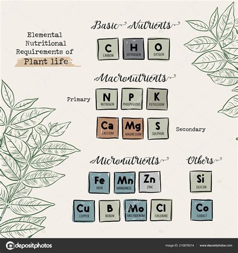 Macronutrients And Micronutrients Chart - img-primrose