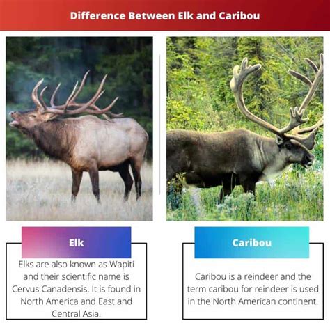 Elk Vs Caribou Difference And Comparison