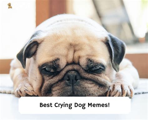 crying dog memes   love doodles