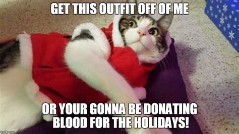 holiday cat memes      christmas spirit