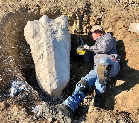 Prehistoric mastodon fossils found in Mokelumne River Watershed