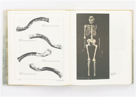 The Nariokotome Homo Erectus Skeleton By Walker Alan And Richard