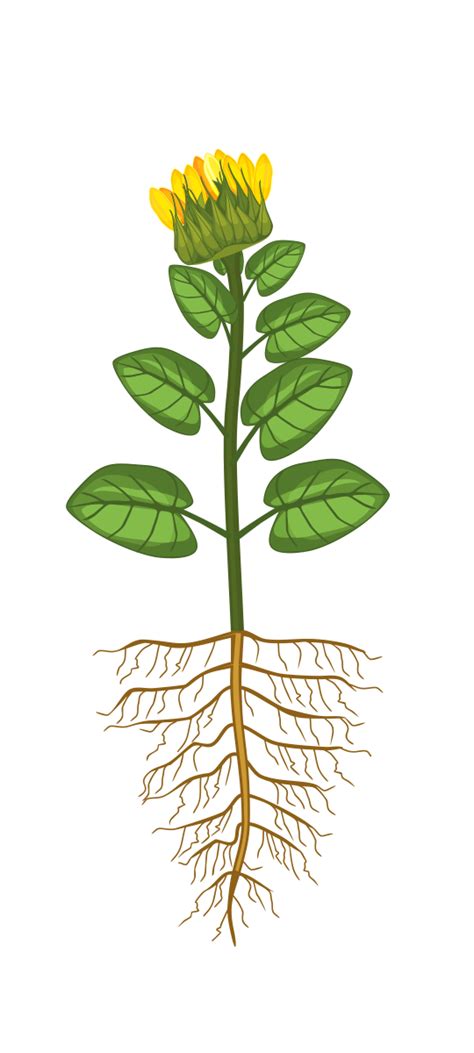 Floarea Soarelui Bio Schema Tehnologica Fertilizare Kwizda Agro Romania