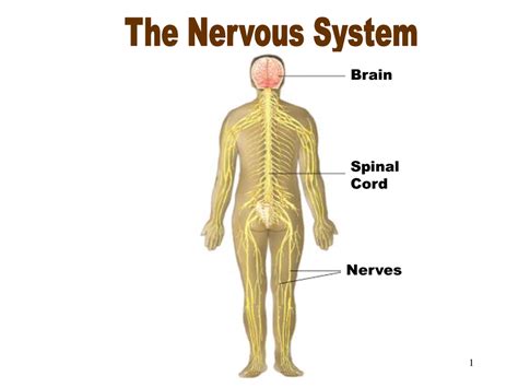 Grade 10 Nervous System