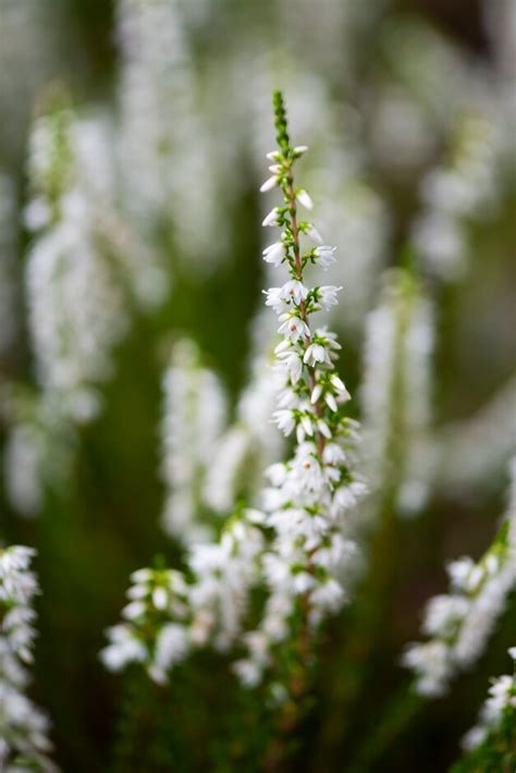 Calluna Vulgaris Andhammondiiand Heather Andhammondiiand Shrubsrhs