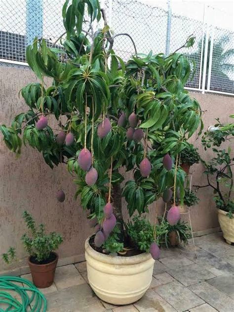 Complete Guidelines Of Baramasi Mango Tree Urban Plants Urban Plants™