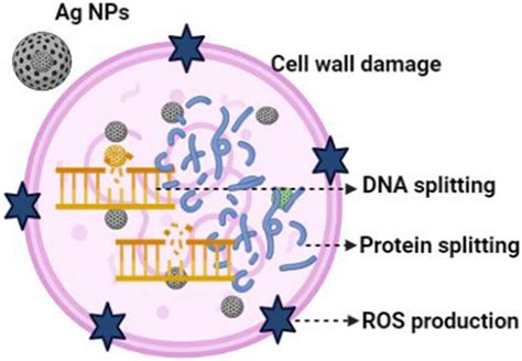 Shows Mechanism Of Antibacterial Activity Download Scientific Diagram