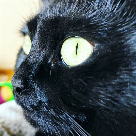 Кошачий глаз | Пикабу