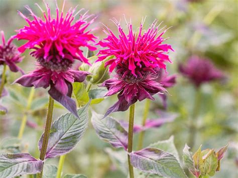 Crimson Beebalm (Monarda didyma) - Garden Center Point