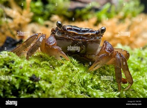 Red Mangrove Crab High Resolution Stock Photography And Images Alamy