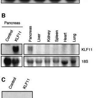 KLF11 expression in transgenic mice. (A) Northern blot analysis was ... 