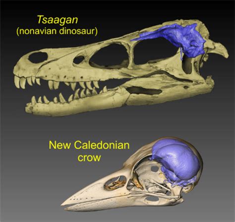 Study of Bird and Dinosaur Brains Illuminates Evolution - SBU News