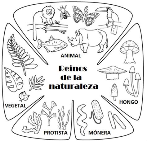 Reinos De La Naturaleza Rompecabezas En L Nea