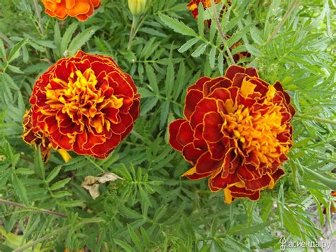 Цветы цинии бархатцы (69 фото) - фото - картинки и рисунки: скачать ...