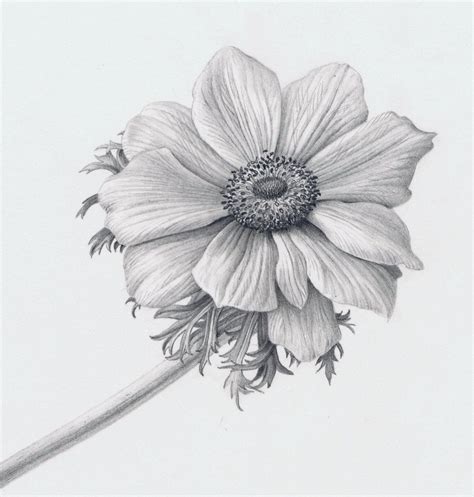 Tutorial Drawing Flowers Realistically Sent Digitally Gmail Address