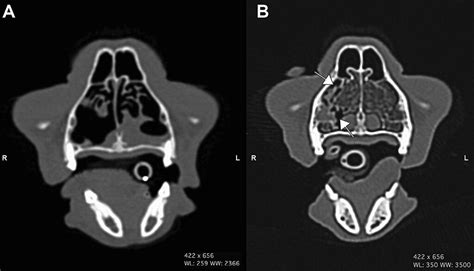 Cats With Idiopathic Chronic Rhinosinusitis That Develop Clinical Signs