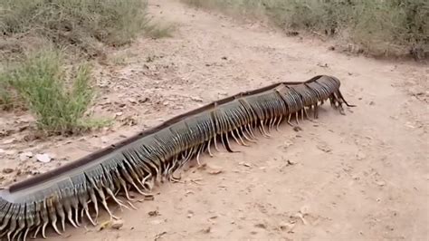 Giant Centipede Found in Australia? | Snopes.com