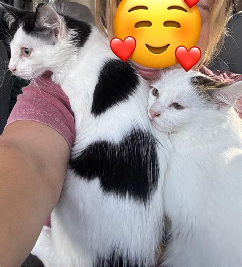 Cat for adoption - Rani, a Turkish Angora Mix in Bayonne, NJ | Petfinder